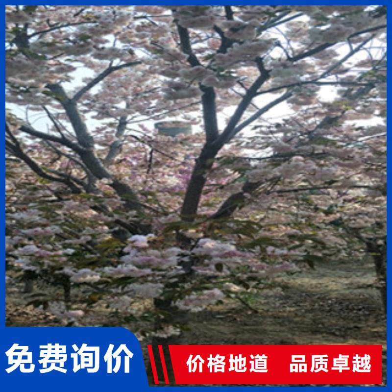 生产商【 樱花国槐细节决定成败】