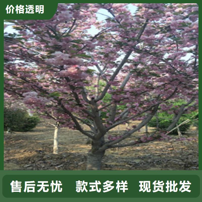 樱花国槐货到付款