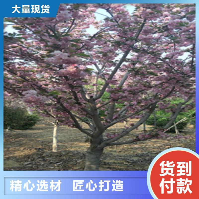 樱花泰山景松造型景松品质优选