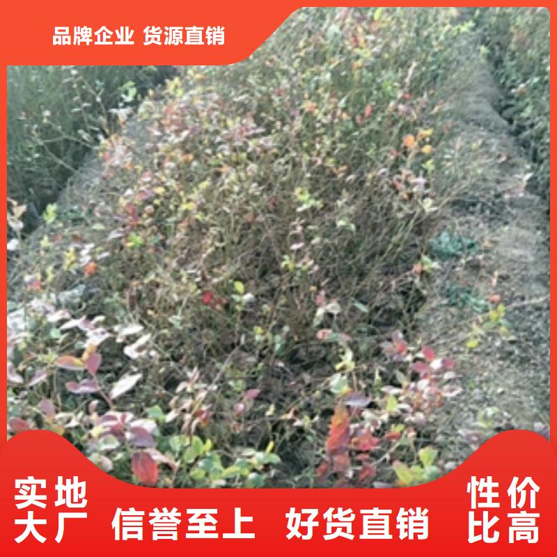 【 蓝莓苗-占地果树可定制】-可发货到峄城|薛城|潍坊|淄博|烟台|德州