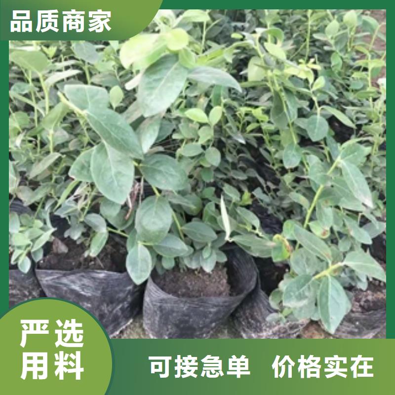 蓝莓苗泰山景松造型景松好产品不怕比
