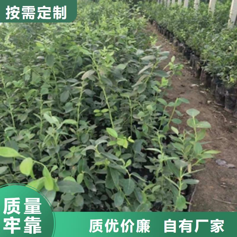 蓝莓苗源厂定制