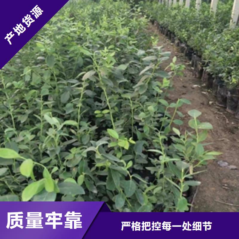 蓝莓苗国槐款式多样
