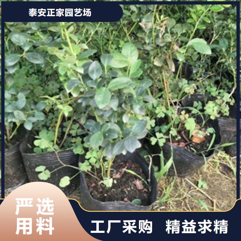 蓝莓苗应用广泛