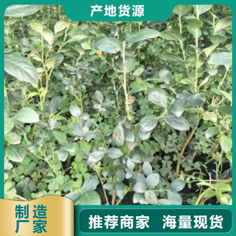 蓝莓苗源厂定制