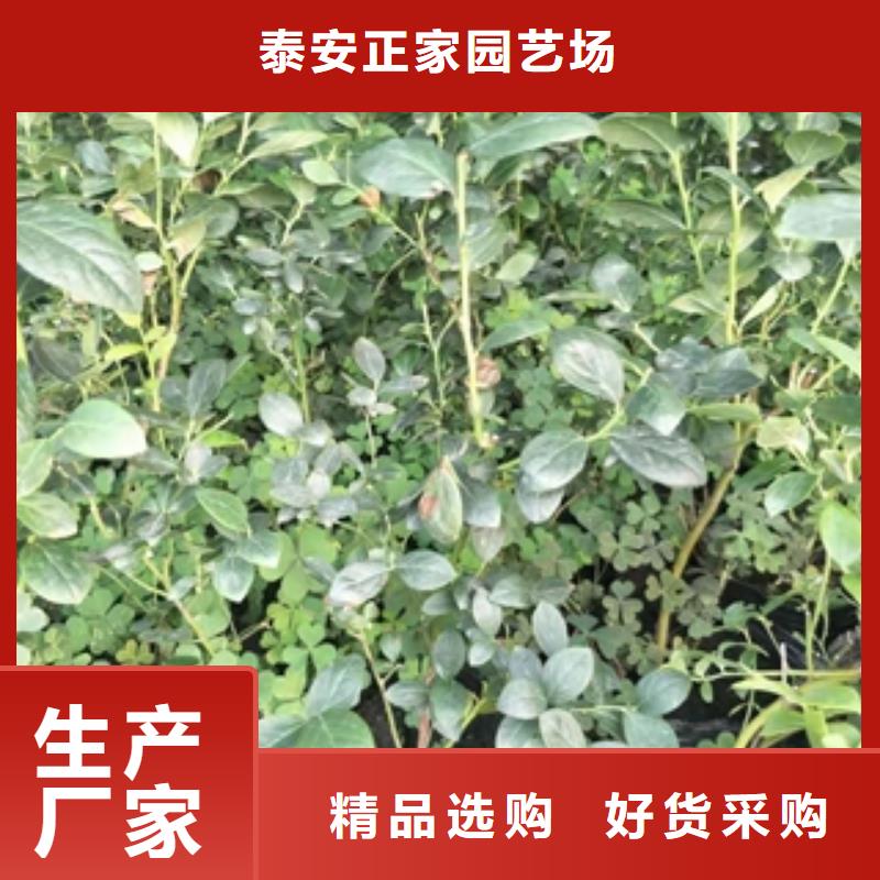 蓝莓苗_绿化树绿化工程厂诚信经营