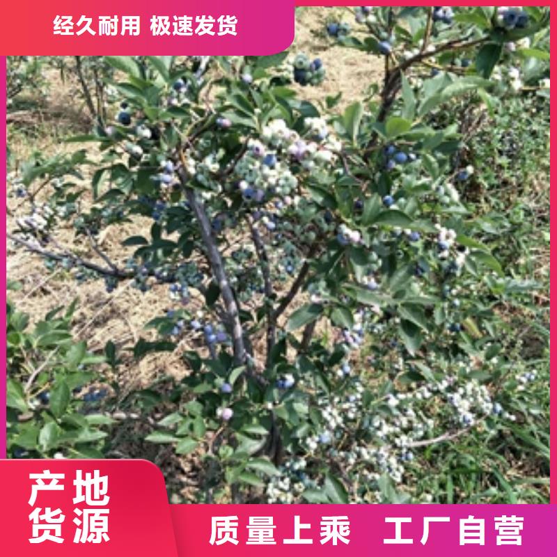 蓝莓苗规格齐全实力厂家由{正家}为您