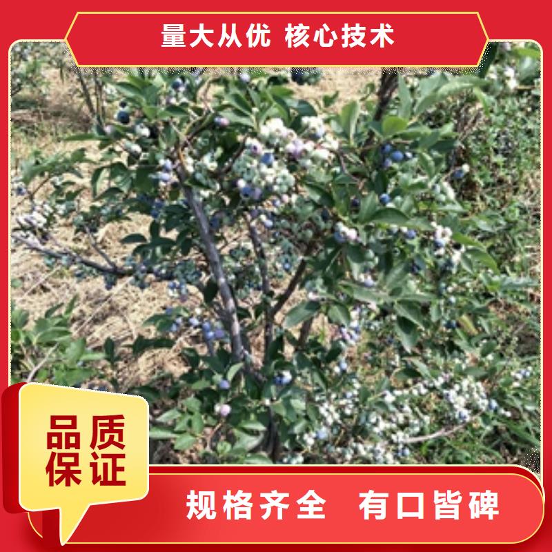 蓝莓苗泰山景松造型景松好产品不怕比