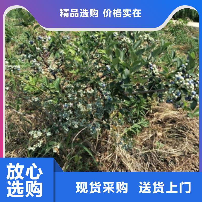 蓝莓苗国槐款式多样