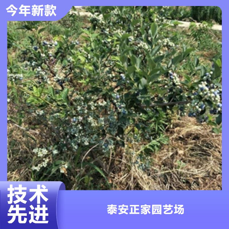 蓝莓苗_绿化树绿化工程厂诚信经营