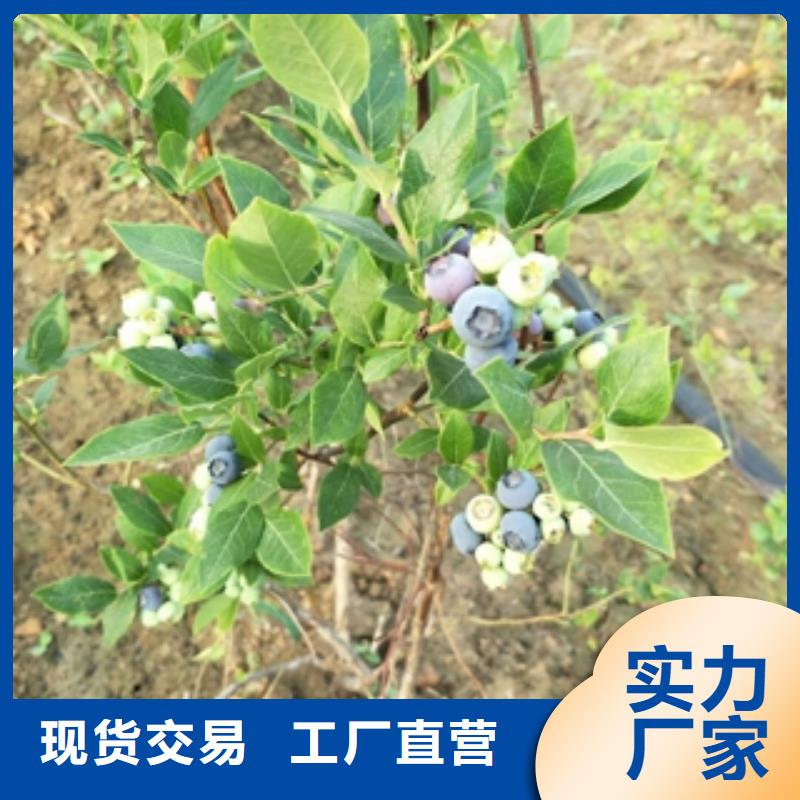 蓝莓苗源厂定制