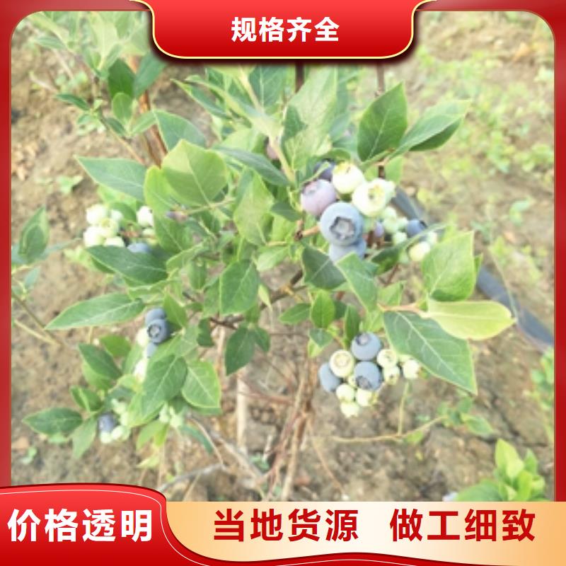 蓝莓苗规格齐全实力厂家由{正家}为您