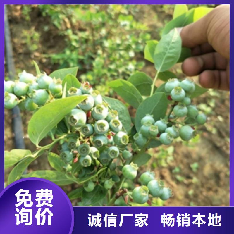 【 蓝莓苗-占地果树可定制】-可发货到峄城|薛城|潍坊|淄博|烟台|德州