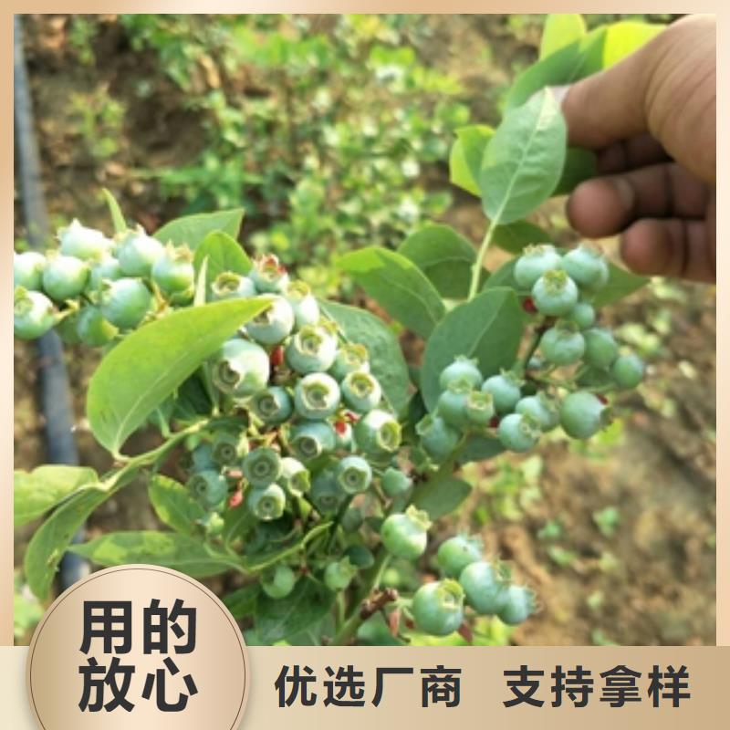 蓝莓苗厂诚信经营