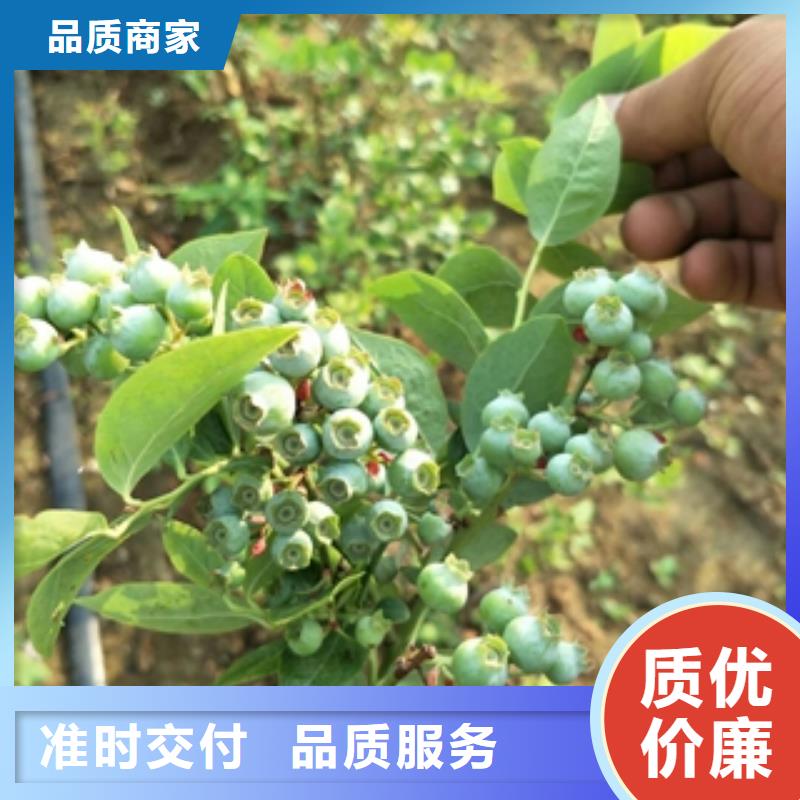 蓝莓苗,【钙果苗】来图定制量大从优当地服务商