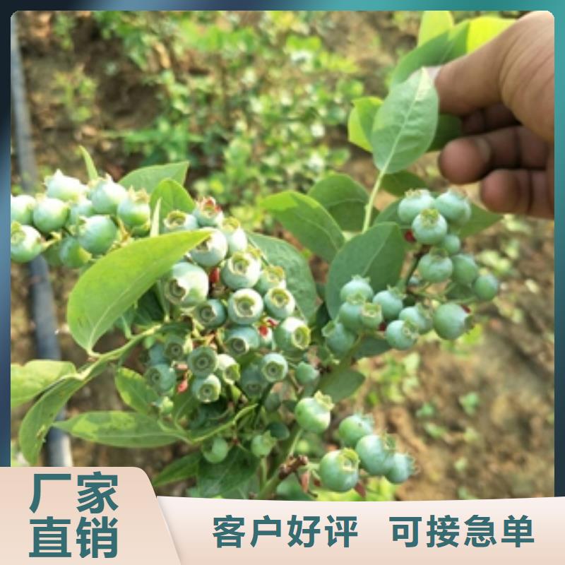 蓝莓苗规格齐全实力厂家由{正家}为您
