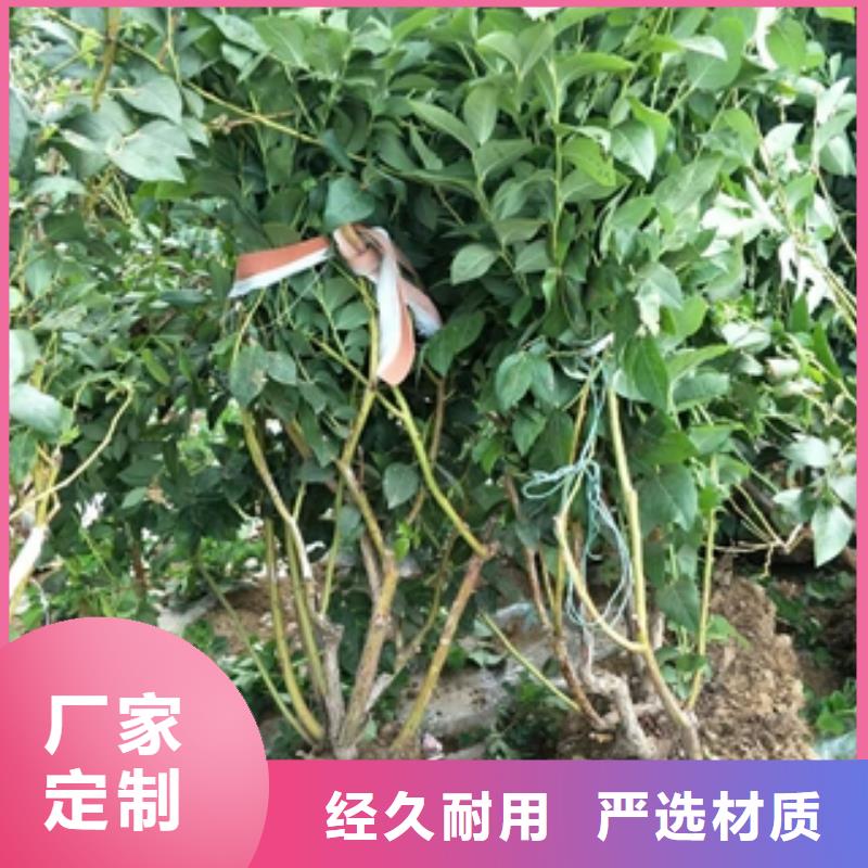 蓝莓苗-占地果树不断创新
