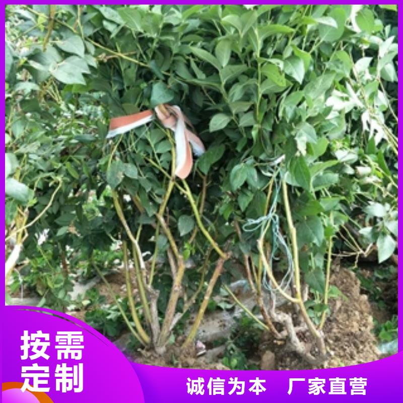 【 蓝莓苗-占地果树可定制】-可发货到峄城|薛城|潍坊|淄博|烟台|德州