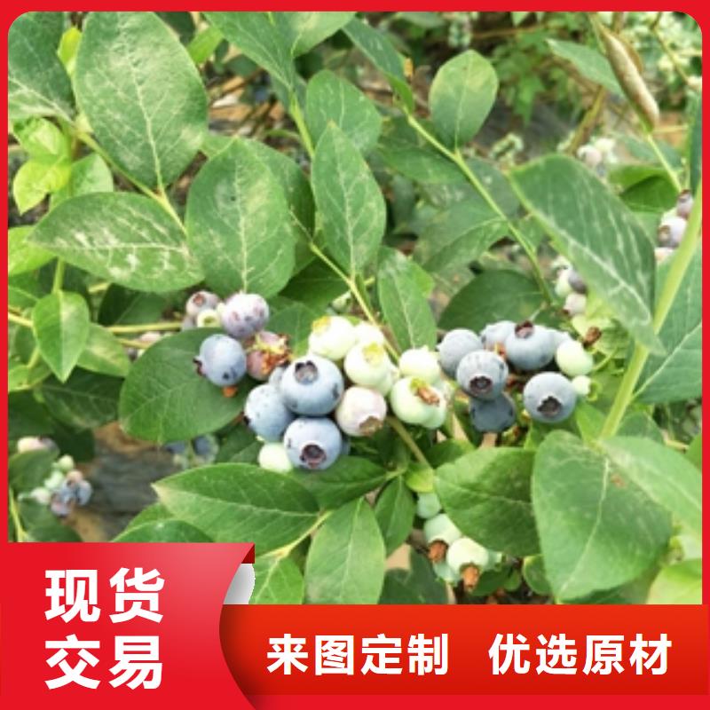 蓝莓苗占地果树现货销售