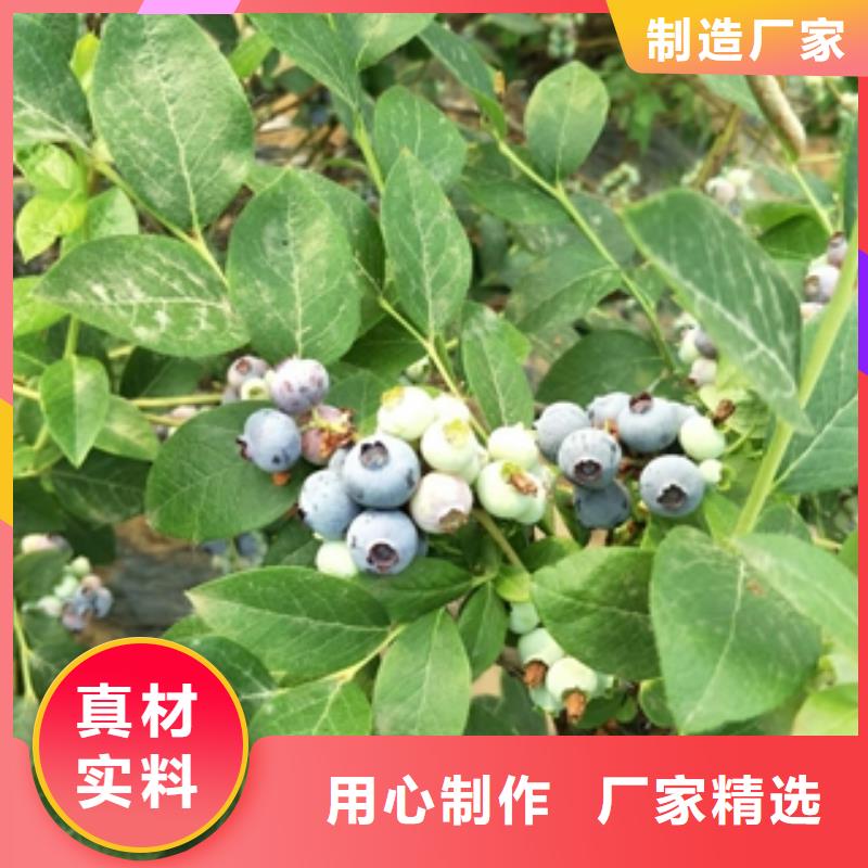 蓝莓苗占地果树支持批发零售