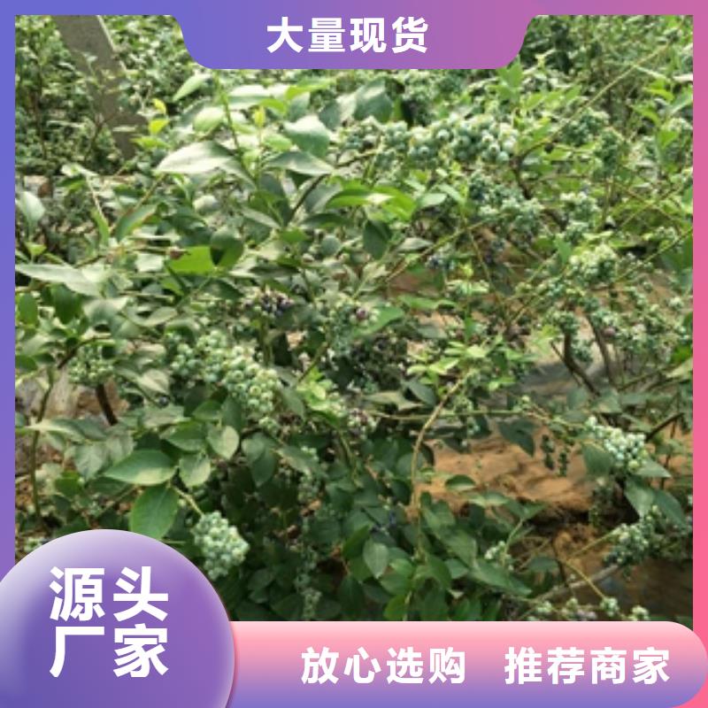 蓝莓苗,【钙果苗】来图定制量大从优当地服务商