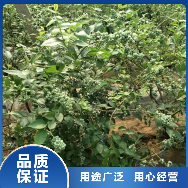 【 蓝莓苗-占地果树可定制】-可发货到峄城|薛城|潍坊|淄博|烟台|德州