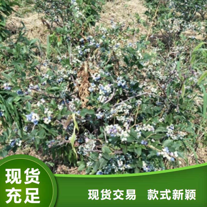【 蓝莓苗-占地果树可定制】-可发货到峄城|薛城|潍坊|淄博|烟台|德州
