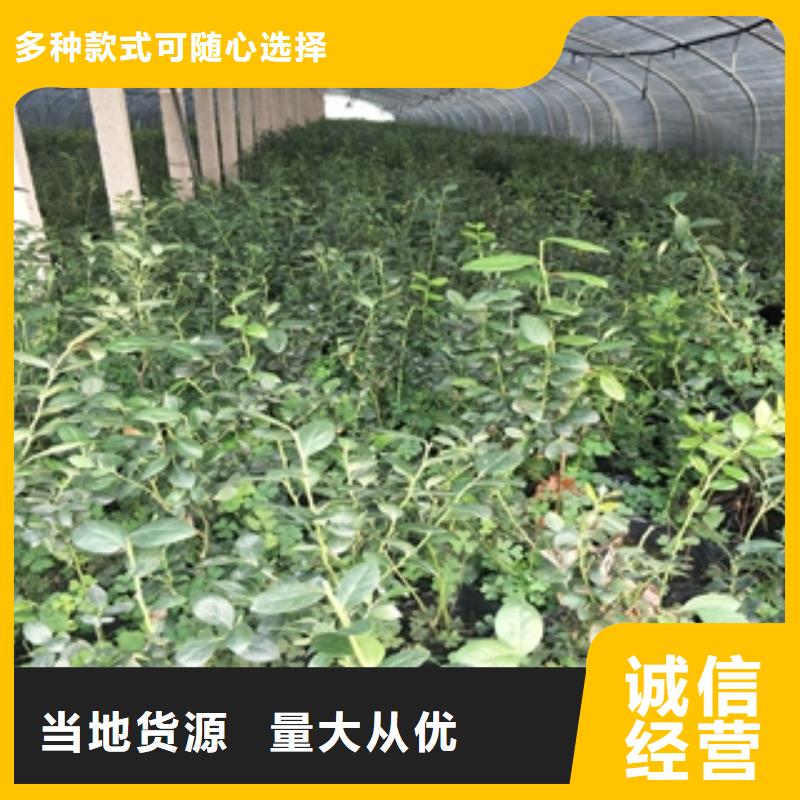 蓝莓苗_绿化树绿化工程厂诚信经营