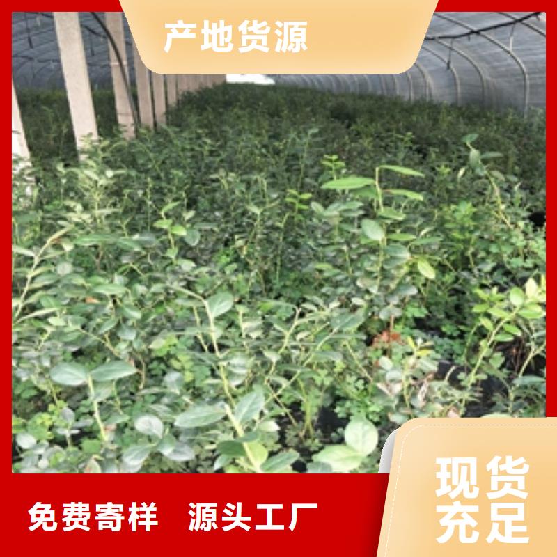 蓝莓苗规格齐全实力厂家由{正家}为您