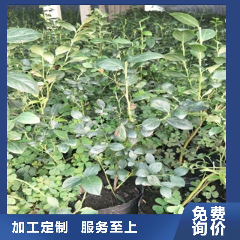 蓝莓苗_绿化树绿化工程厂诚信经营