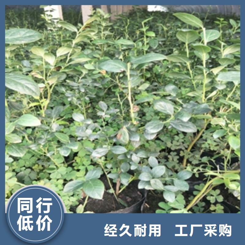 蓝莓苗占地果树支持批发零售