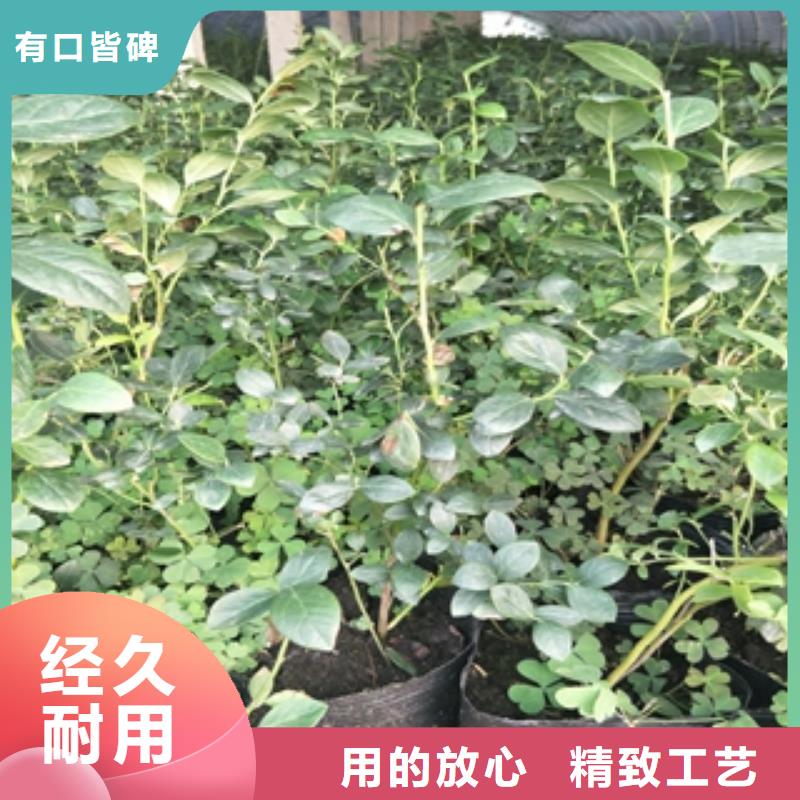 【 蓝莓苗-占地果树可定制】-可发货到峄城|薛城|潍坊|淄博|烟台|德州