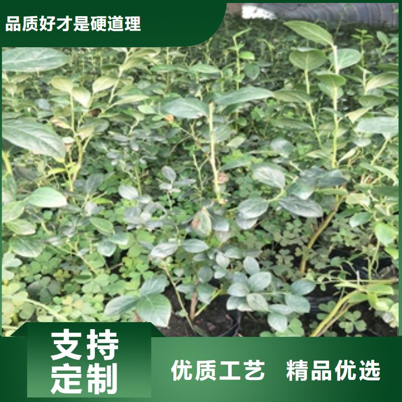 蓝莓苗占地果树商家直供
