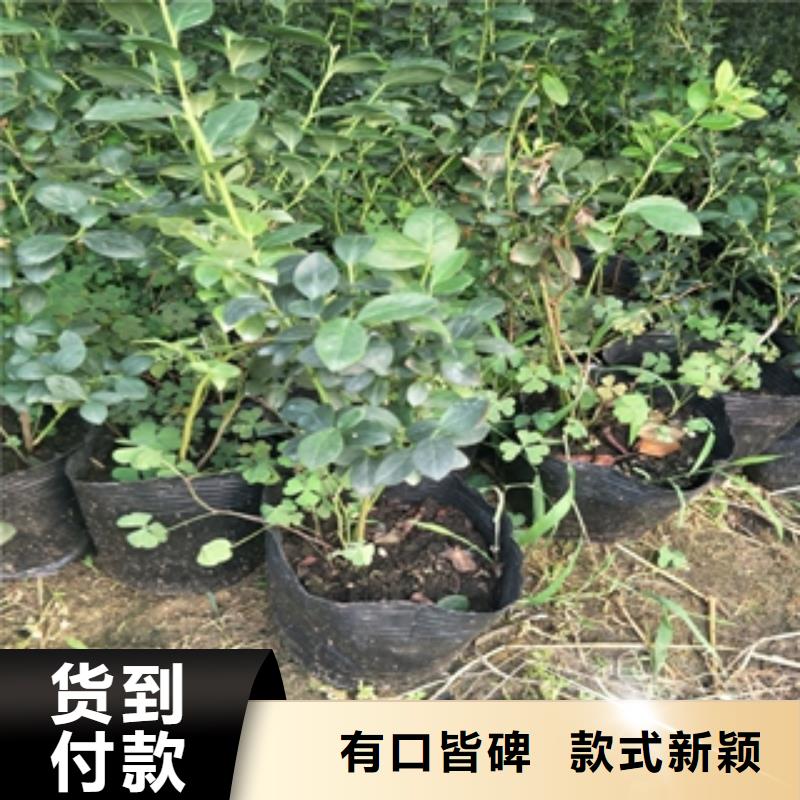 【 蓝莓苗-占地果树可定制】-可发货到峄城|薛城|潍坊|淄博|烟台|德州