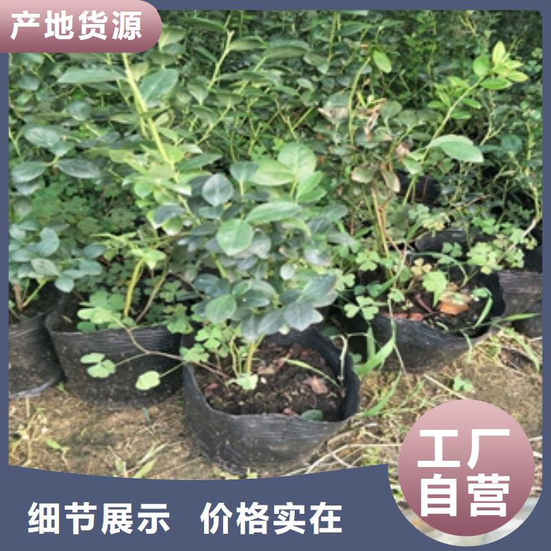 蓝莓苗占地果树支持批发零售