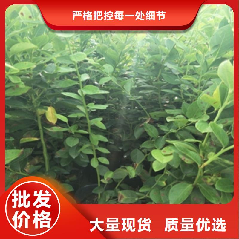 蓝莓苗规格齐全实力厂家由{正家}为您
