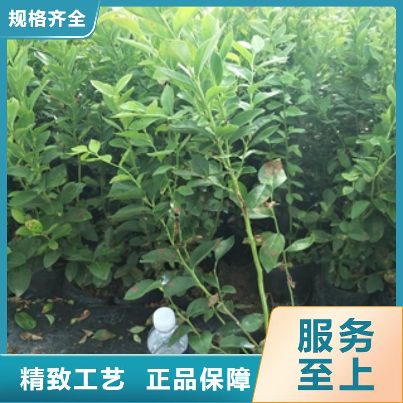 蓝莓苗源厂定制
