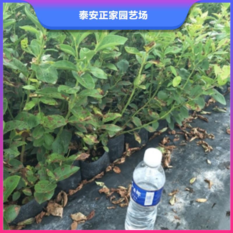 蓝莓苗核桃苗樱花苗长果桑树苗品质信得过