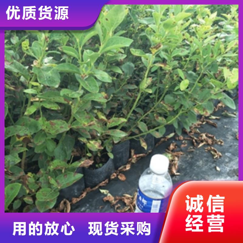 蓝莓苗规格齐全实力厂家由{正家}为您