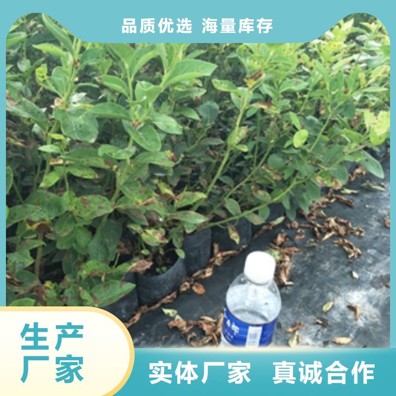 【 蓝莓苗-占地果树可定制】-可发货到峄城|薛城|潍坊|淄博|烟台|德州