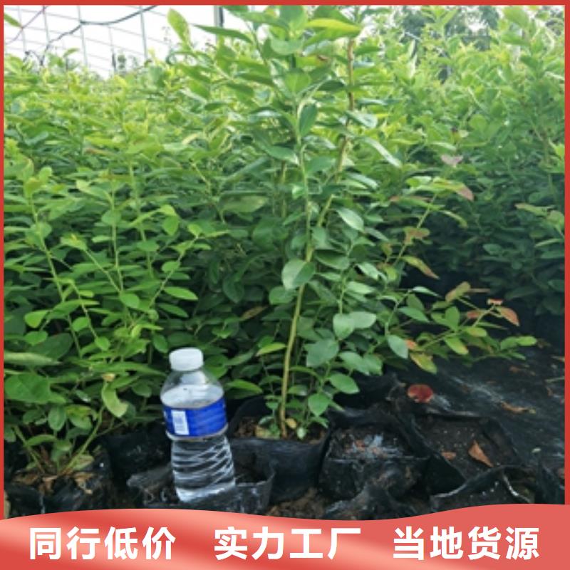 蓝莓苗,【钙果苗】来图定制量大从优当地服务商
