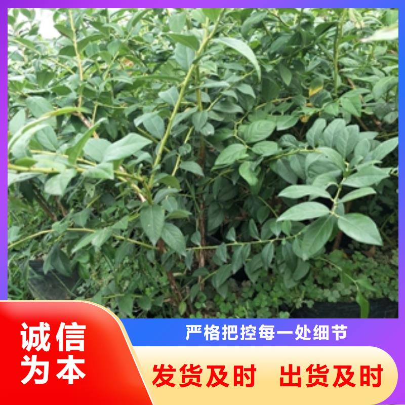 蓝莓苗规格齐全实力厂家由{正家}为您