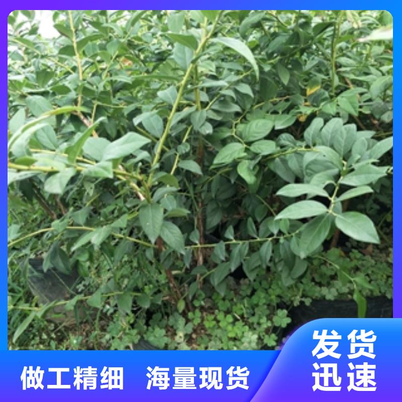 蓝莓苗,【钙果苗】来图定制量大从优当地服务商