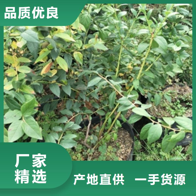 蓝莓苗泰山景松造型景松好产品不怕比