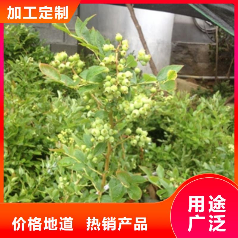 蓝莓苗核桃苗樱花苗长果桑树苗品质信得过