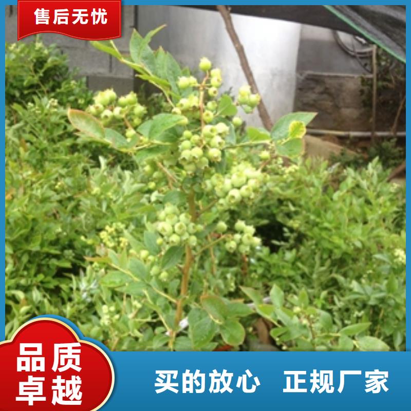 蓝莓苗,【钙果苗】来图定制量大从优当地服务商