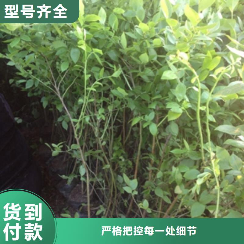 蓝莓苗应用广泛