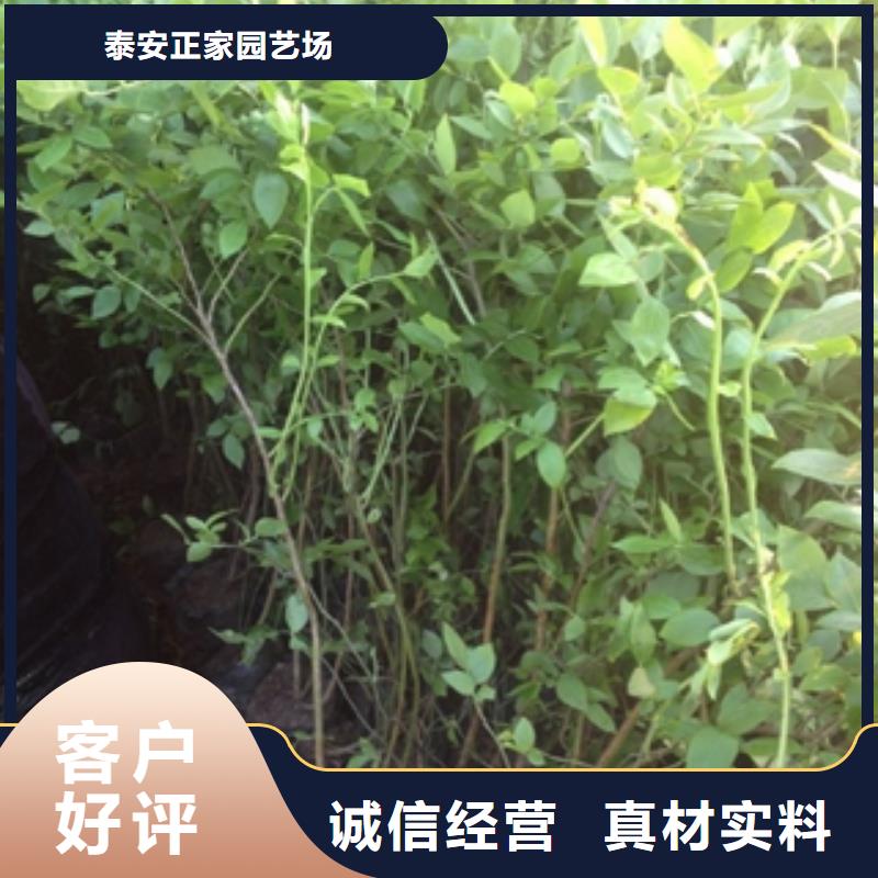 蓝莓苗规格齐全实力厂家由{正家}为您