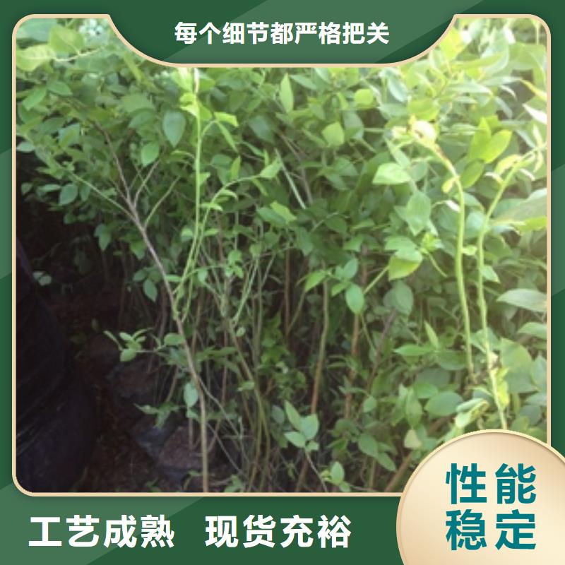 【 蓝莓苗-占地果树可定制】-可发货到峄城|薛城|潍坊|淄博|烟台|德州