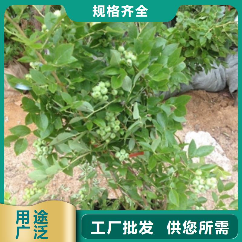 蓝莓苗-占地果树不断创新